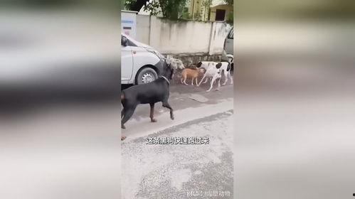 四个黑狗吃瓜,四犬共赏瓜田乐