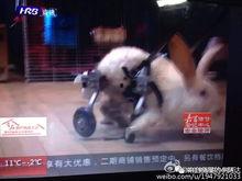 兔群吃瓜,共享田园乐趣