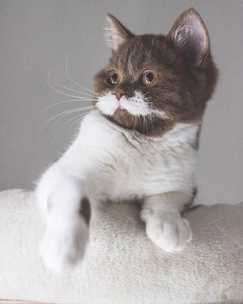 ins上的网红猫咪,从Instagram到全球粉丝的萌宠传奇