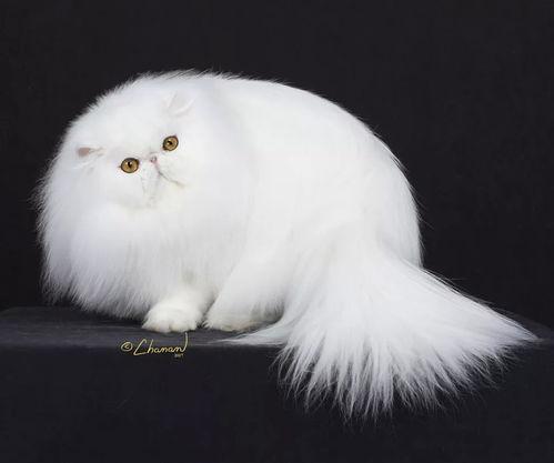 猫咪冠军爆料视频,爆笑视频背后的精彩故事